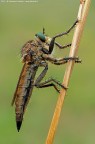 Asilidae s.p Asilidae s.p
