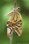 Papilio machaon - stesura ali Papilio machaon - stesura ali