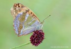 Argynnis Pafia (Argynnis paphia) Argynnis Pafia (Argynnis paphia)