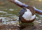 Merlo acquaiolo (Cinclus cinclus)