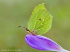 Cedronella (Gonepteryx rhamni) Cedronella (Gonepteryx rhamni)