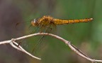 Orthetrum coerulescens Orthetrum coerulescens