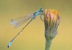 Damigella Damigella