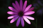 Nikon D70 + Sigma 70-300 f/4- 5.6 APO MACRO SUPER II: 200mm 1/250 f/5.0 macro