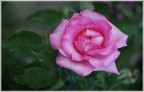 rosa rosa