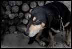 Cane triste Cane triste