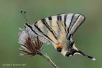 Podalirio (Iphiclides podalirius L.) Podalirio (Iphiclides podalirius L.)