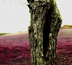 prima"vera" prima"vera"