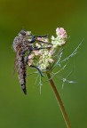 Asilide Asilide