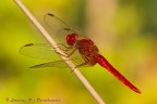 Crocothemis erythraea Crocothemis erythraea