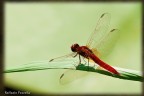 Libellula Red Dragonfly Libellula Red Dragonfly