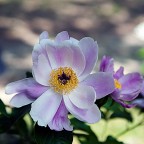 Fiore Semplice Fiore Semplice