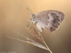 Coenonympha pamphilus (Linnaeus, 1758) Coenonympha pamphilus (Linnaeus, 1758)