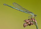 Damigella Damigella