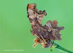 Polygonia-c-album,-un-Nymphalidae Polygonia-c-album,-un-Nymphalidae
