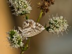 licenide