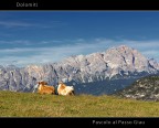 Dolomiti - Pascolo al Passo Giau Dolomiti - Pascolo al Passo Giau