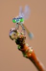 Ischnura elegans Ischnura elegans