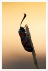 Zygaena Zygaena
