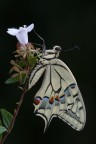Papilio Machaon Papilio Machaon