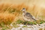 Dopo una bella sfacchinata in montagna appennini (tosco emiliano),con zaini cavalletti e obiettivi vari sulle spalle io e altri due amici ci siamo veramente divertiti a fotografare questi splendidi Limicoli che ci hanno ripagato di tutta la fatica fatta.

1D Mark III
1/1600
8.0
 ISO	640
EF500mm f/4L IS USM +1.4x