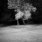 due alberi due alberi