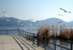 Un volo di gabbiani sul Lago di Massaciuccoli (LU), con le colline tra Pisa e Versilia sullo sfondo