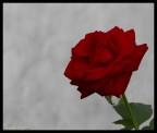 Rosa Rosa