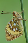 Argynnis Aglaja Argynnis Aglaja