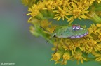 Nezara viridula