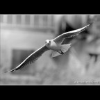 ::: IN POSA ::: ::: IN POSA :::