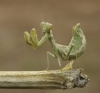 Ameles spallanzania Ameles spallanzania