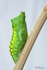 Pupa, secondo atto Pupa, secondo atto