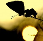 Ultimo raggio di sole Ultimo raggio di sole