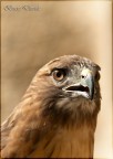 horus horus