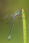 Lestes viridis Lestes viridis