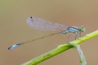 Ischnura elegans Ischnura elegans