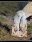 Appena Nati # 1 << primi scatti con EOS 1D Mar Appena Nati # 1 << primi scatti con EOS 1D Mar