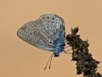 licenide....scolorata!!!!