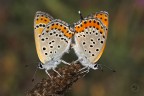 Coupling