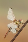 Sympetrum fonscolombii Sympetrum fonscolombii