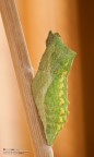 Pupa-one Pupa-one