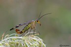 Mosca scorpione