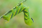 Acherontia atropos Acherontia atropos