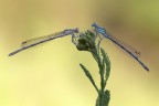 F16
1/13
ISO 100

Coppia di Platycnenididae, platycnenis pennipes,  maschio azzurro.
[url=http://i1128.photobucket.com/albums/m500/hawkeye691/_MG_7635-1800-per-il-web.jpg][b]Clicca qui per la versione ad alta risoluzione![/b][/url]