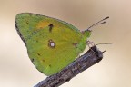 Colias Colias