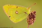 Colias crocea Colias crocea