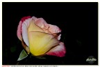 Una rosa di sera Una rosa di sera