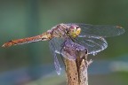 libellula libellula