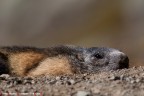 Marmotta Marmotta
